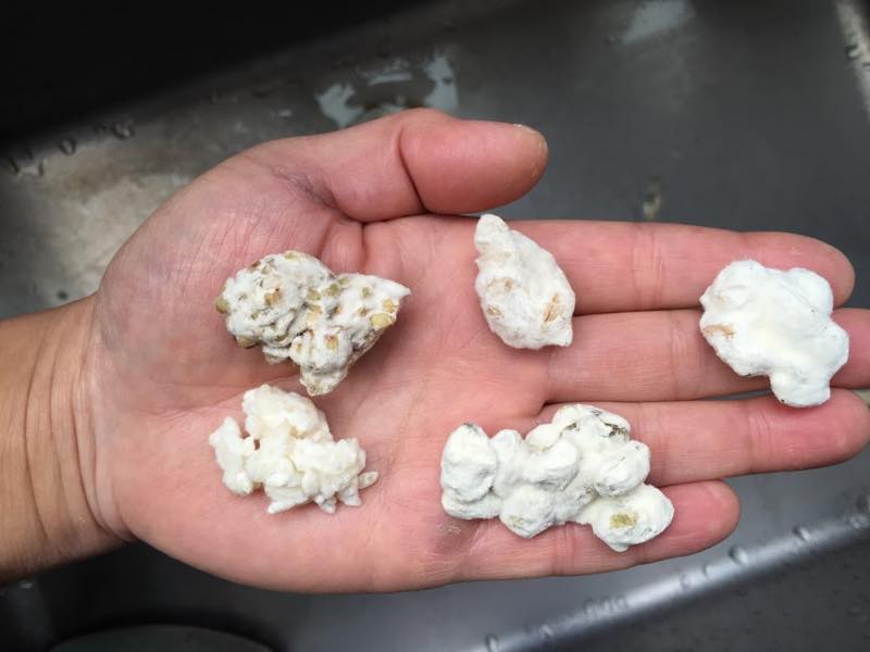 村シェフ, 村越洋一, プロフィール